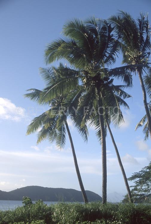 Islands;Palm trees;blue sky;Fiji